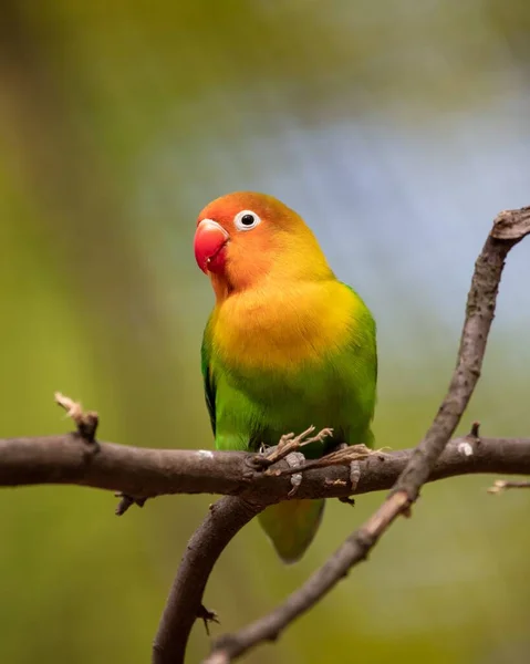 Vertical Closeup Rosy Faced Lovebird Agapornis Roseicollis Perched Tree Branch — Stock Photo, Image