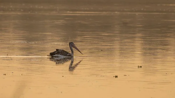 在明亮的落日下 一只点状鹈鹕在湖中平静地游泳 — 图库照片