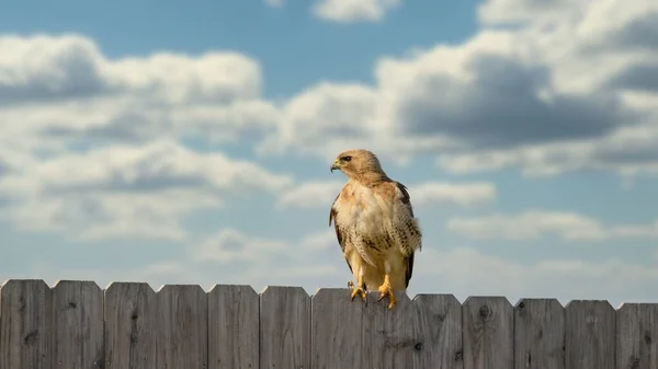 Närbild Hök Sittande Trästaket Bakgrunden Molnig Himmel — Stockfoto