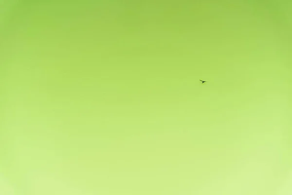 Pajarito Volando Sobre Lago Ácido Nueva Zelanda — Foto de Stock