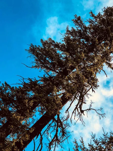 Снимок Дерева Секвойи Низким Углом — стоковое фото