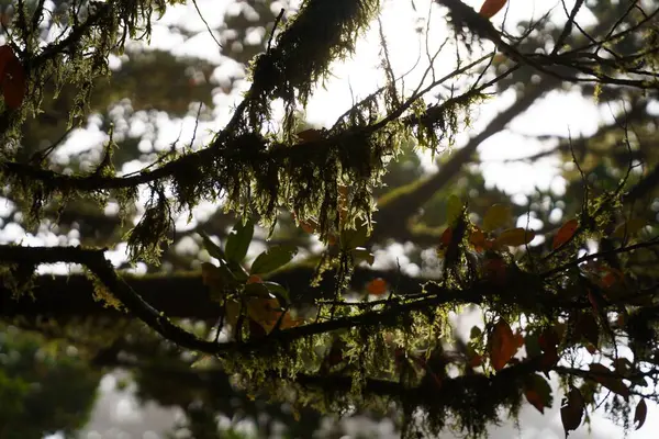 Closeup Shot Tree Branches Covered Moss Forest — Stock Photo, Image