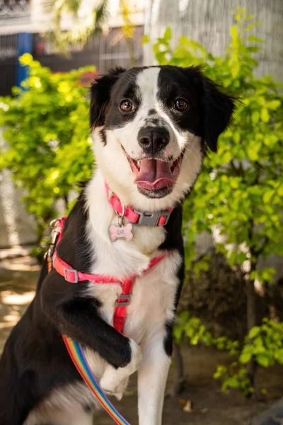 公園の散歩中の幸せな笑顔のボーダーコリー犬の垂直ショット — ストック写真