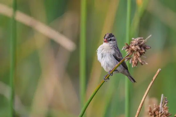 Bulanık Arka Planda Çimlerin Üzerinde Oturan Küçük Bir Kuşun Güzel — Stok fotoğraf