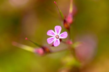 Bahçedeki St. Roberts otunun seçici odak noktası.