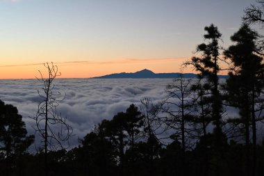 Dağlarda güzel manzaralı ağaçlar