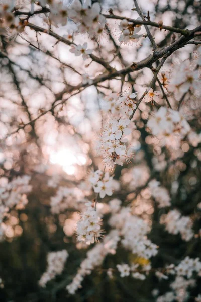 日没時に咲くアプリコットの木の垂直ショット — ストック写真