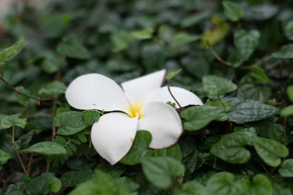 Eine Nahaufnahme Von Weißen Frangipani Blüten Umgeben Von Grünen Blättern — Stockfoto