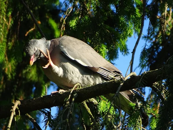 Closeup Shot Common Wood Pigeon Perched Branch Forest Sunny Day — Stock Photo, Image