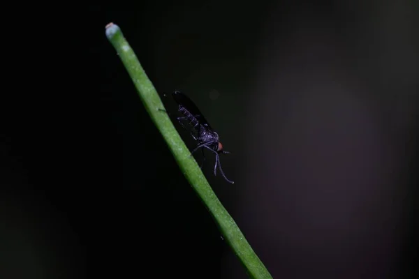 Tiro Macro Mosquito Empoleirado Uma Planta — Fotografia de Stock