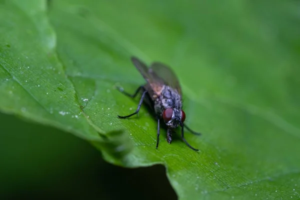 Makro Ujęcie Muchy Siedzącej Zielonym Liściu — Zdjęcie stockowe