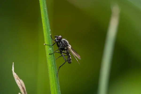 Primo Piano Una Brachycera Appollaiata Una Pianta — Foto Stock