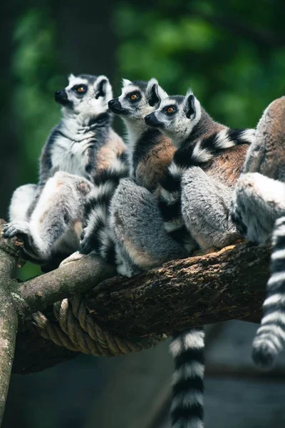 Closeup Shpt Ring Tailed Lemurs Wooden Branch — Stock Photo, Image