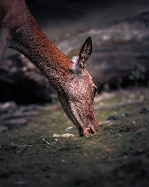 The vertical view of a deer\'s head grazing the grass