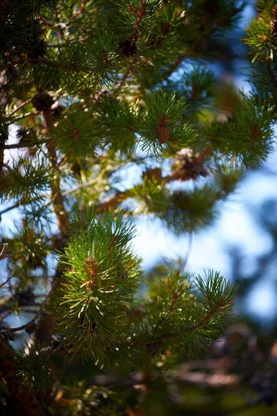 Vertical Closeup Branches Evergreen Fir — Stock Photo, Image