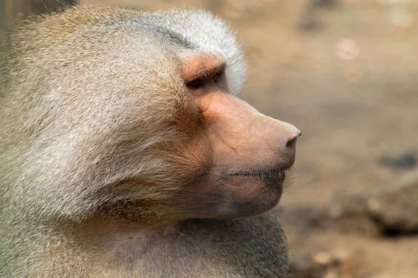Крупним Планом Мавпа Бабуїна Розмитому Тлі — стокове фото