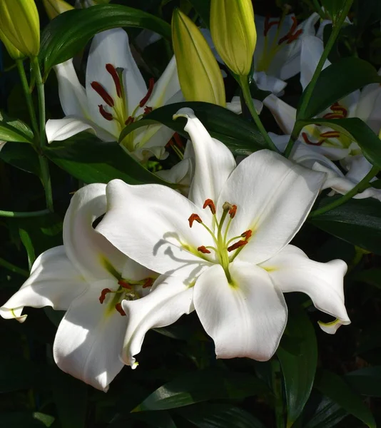 Vertikální Záběr Bílých Lilií Zahradě — Stock fotografie