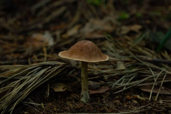 Tiro Foco Raso Cogumelo Solitário Floresta — Fotografia de Stock