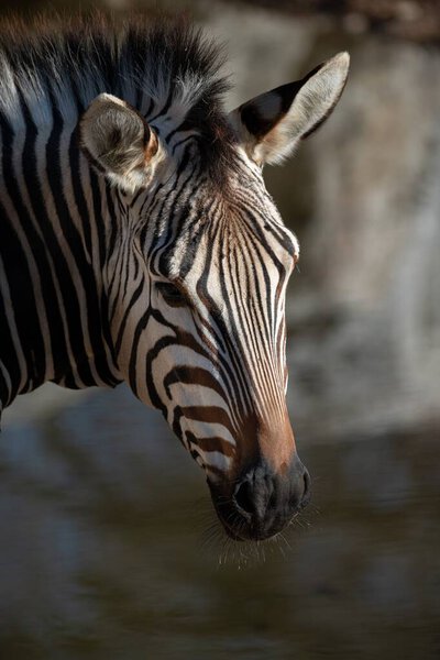 A vertical shot of zebra on blurred background