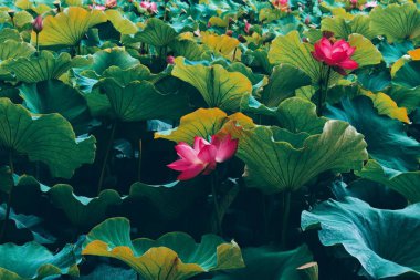 Arkasında yeşil yapraklar olan güzel pembe bir nilüfer çiçeği