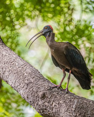 Ağaçta kırmızı peçeteli bir Ibis