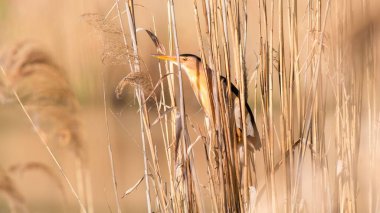 Kuru bitkilerin üzerine tünemiş küçük acı bir odak.
