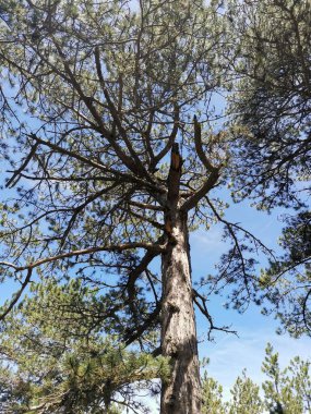 Mavi gökyüzüne karşı ormandaki ağaçların alçak açılı görüntüsü.