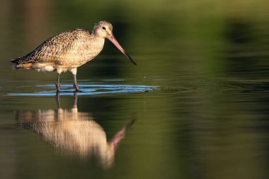 Esquimalt Lagoon 'daki yeşil suda yarı sırılsıklam duran güzel, mermer bir çıngıraklı yılan.
