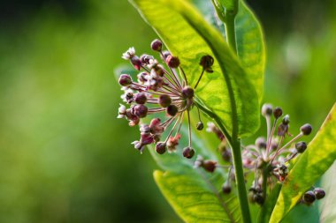 Bahçede sıradan bir süt otunun (Asclepias syriaca) seçici odak noktası