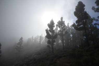 Dağlarda güzel manzaralı ağaçlar