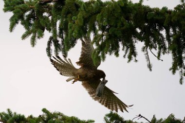 Yakalanan bir avla uçan bir şahin.