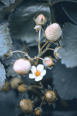 Çalı üzerinde büyüyen beyaz Franklinia çiçeklerinin dikey yakın çekimi