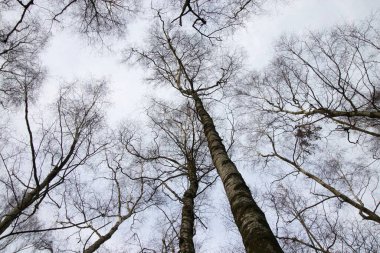 Ağaçların altından çekilen bir resim..