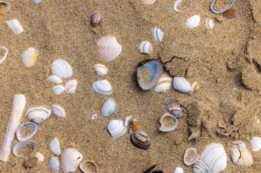 Kumsaldaki kumsalda beyaz küçük deniz kabukları