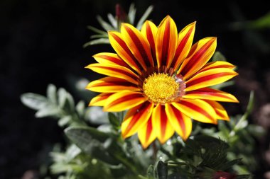 Güzel kırmızı ve sarı bir Afrika papatyası yağmurdan sonra bahçede