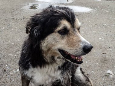 Bir çiftlik köpeği yerde duruyor ve ağzı açık bir şekilde başka tarafa bakıyor.