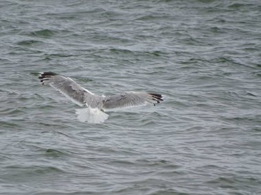 Gün ışığında okyanusun üzerinde uçan bir martının manzarası.
