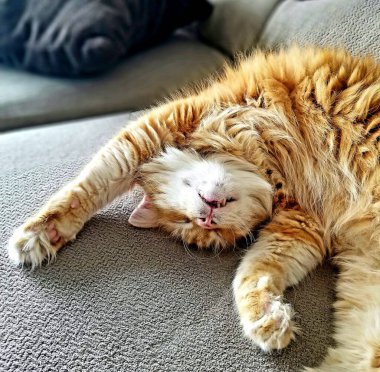 Evdeki kanepede uzanmış kızıl bir kedinin yakın plan fotoğrafı.