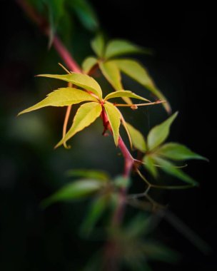 Yaprakların yakın plan çekimi.