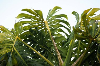 Beyaz arka planda Bay Canavar Bitkileri 'nin yakın plan çekimi.