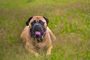Uzun otların arasında ağzı açık bir şekilde yatan bir Bullmastiff 'un yakın plan çekimi.