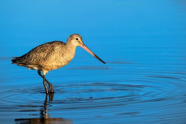 Gagasından su damlayan ve dalgalanmalar yaratan Esquimalt Lagoon, Kanada 'da harika bir bilye.
