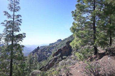 Dağlarda güzel manzaralı ağaçlar