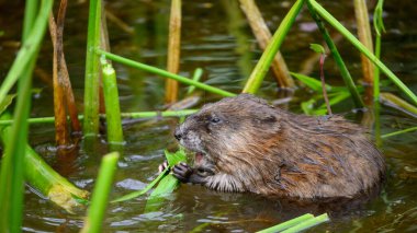 Suda yaprak yiyen bir kunduz.