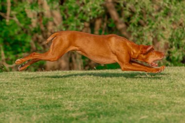 Gün boyunca yeşil bir tarlada oynayan bir Vizsla köpeğinin güzel bir fotoğrafı.