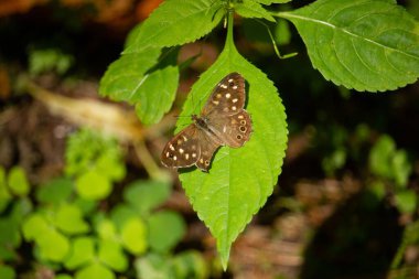 Yeşil yapraklı benekli bir ahşap.