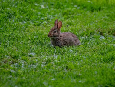 Çimlerin üzerinde sevimli bir tavşan