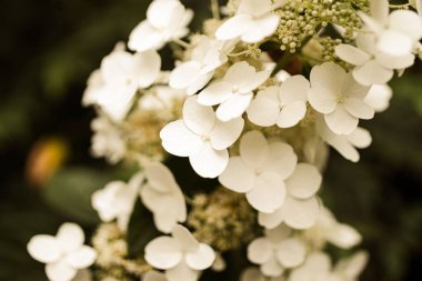 Paniklemiş ortanca çiçeğinin yakın plan görüntüsü