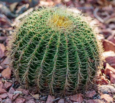 Kayaların üzerine yerleştirilmiş bir altın varil kaktüsünün yakın çekimi.