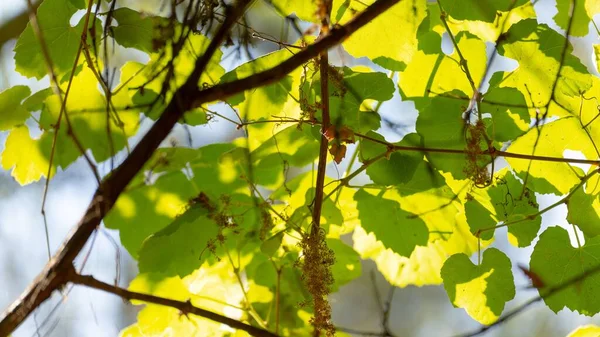 Bahçesinde Güneş Işığı Altında Yeşil Sarmaşık Yapraklarının Yakın Çekimi — Stok fotoğraf